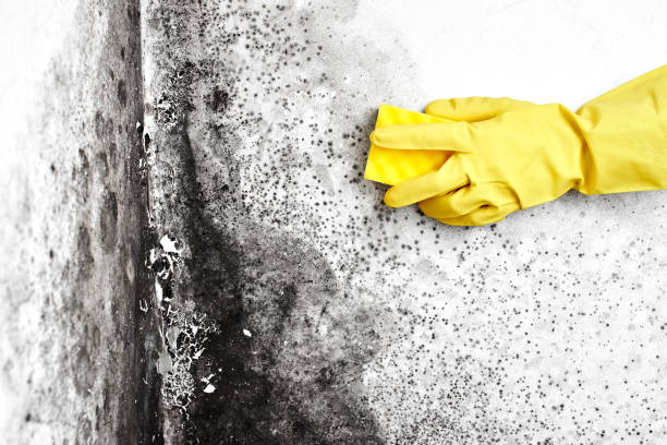 Trusted Ellsworth, ME Mold Removal Experts