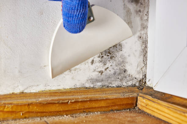 Best Residential Mold Inspection & Testing  in Ellsworth, ME