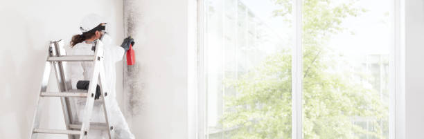 Best Environmental Consulting for Mold Prevention  in Ellsworth, ME
